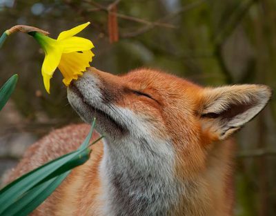 O Amor à Natureza e aos Animais | Grupo Consciência e Ação